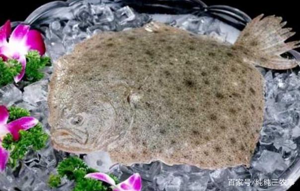 多宝鱼市场最新新闻